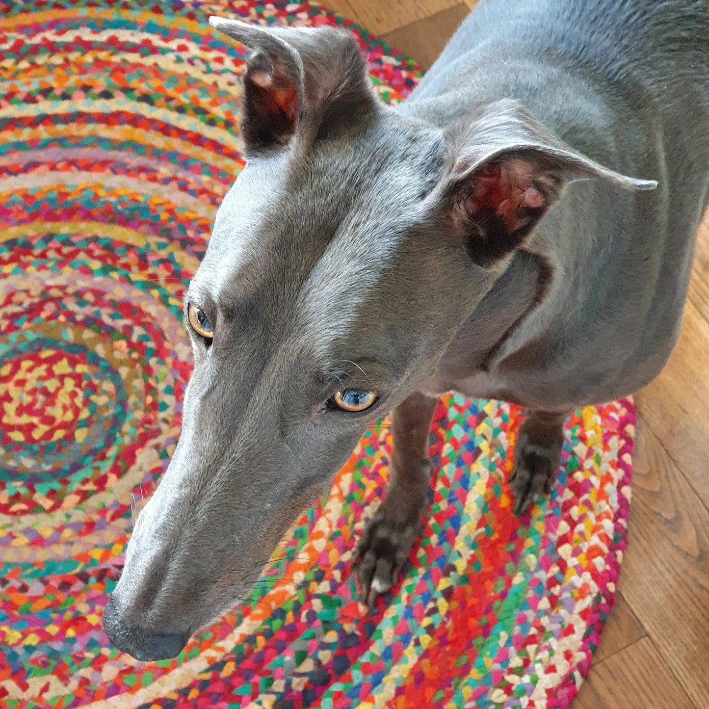 hardwearing colourful rug that can cope with a dog