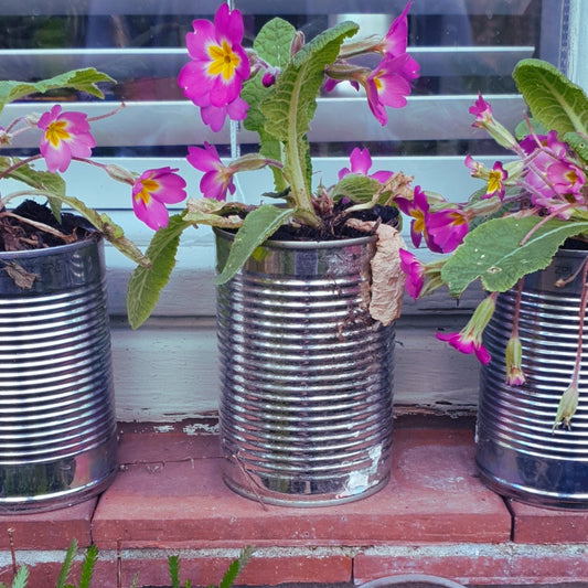 Tin Can Plant Pots